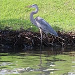 Wildlife at the Pines