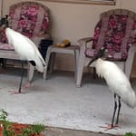 Wood Storks