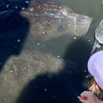 Manatee