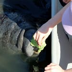 Manatee Eats
