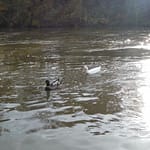 Team Quack