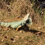 The Same Iguana?