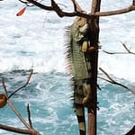 Surfin' Iguana