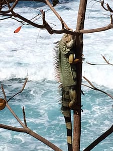 Surfin' Iguana
