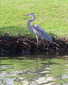 Wildlife at the Pines