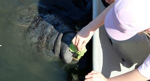 Manatee Eats
