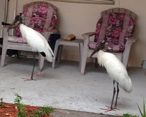 Wood Storks