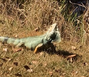 The Same Iguana?